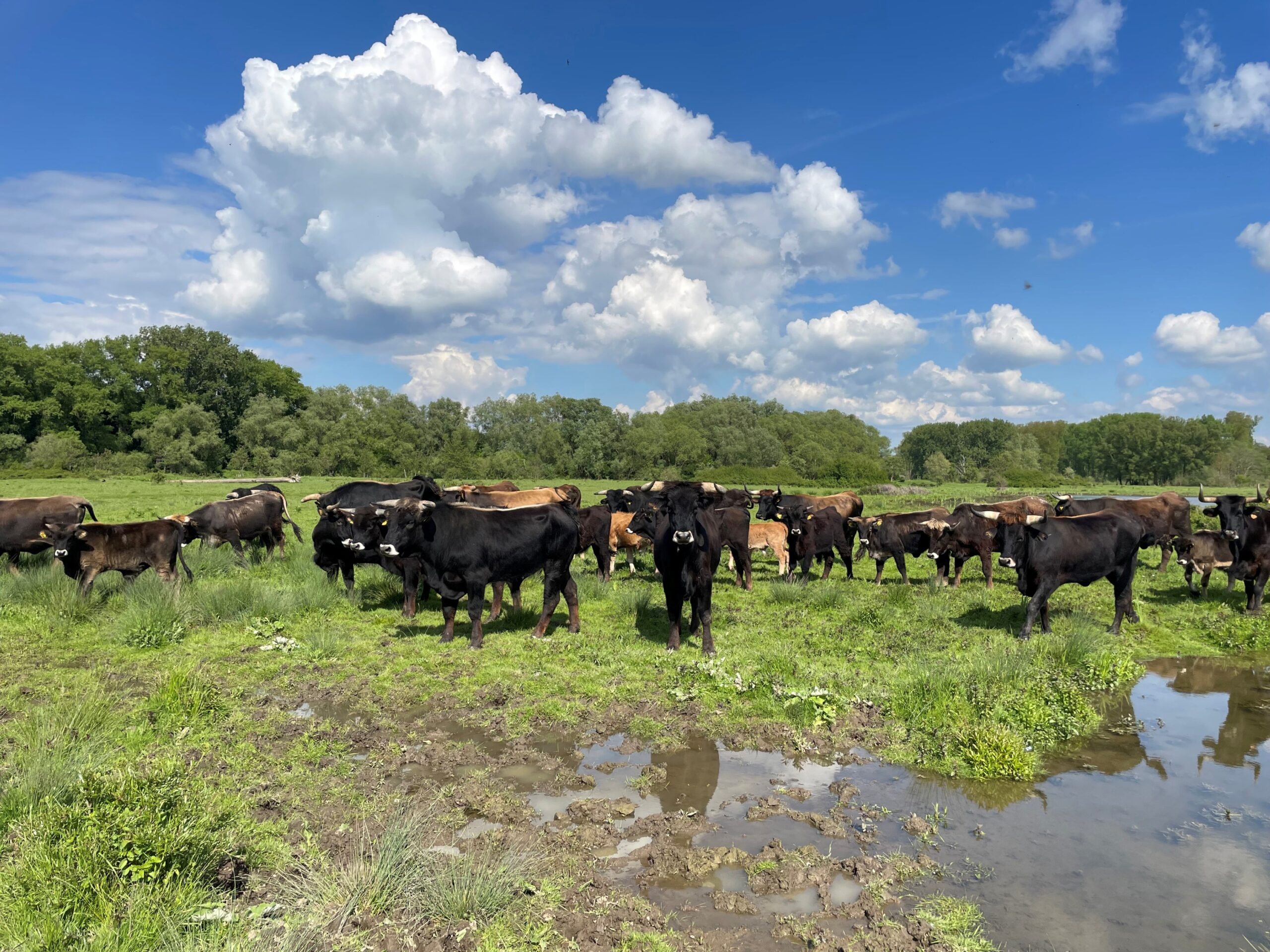 Extensiv beweidete und intakte Auen bieten großes Potenzial für die natürliche C-Speicherung (Foto: J. Nöfer | DUH)